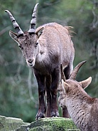 Alpine Ibex (capra ibex)