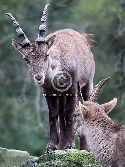 Alpine Ibex (capra ibex)