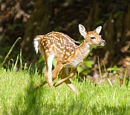 White tailed Deer