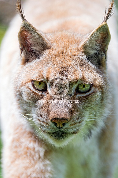 Lynx Lynx
