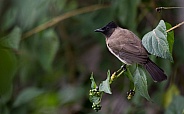 Dark Capped Bulbul