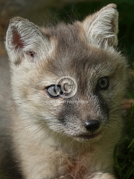Corsac Fox