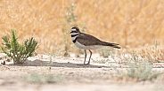 Killdeer, Charadrius vociferus