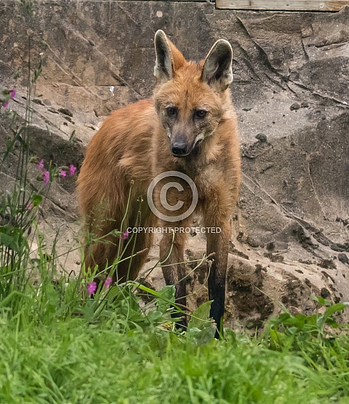 Dhole. Asiatic Wild Dog