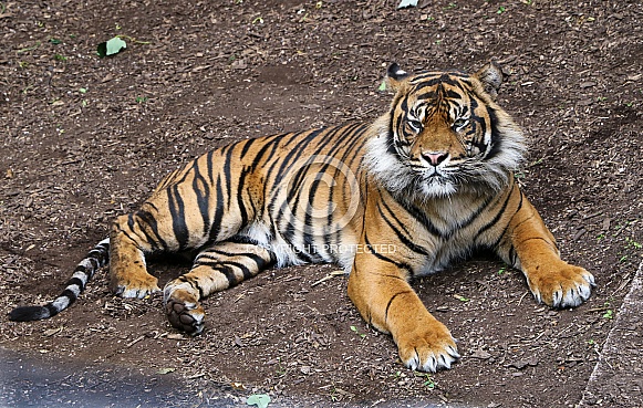 Sumatran Tiger Lying Down