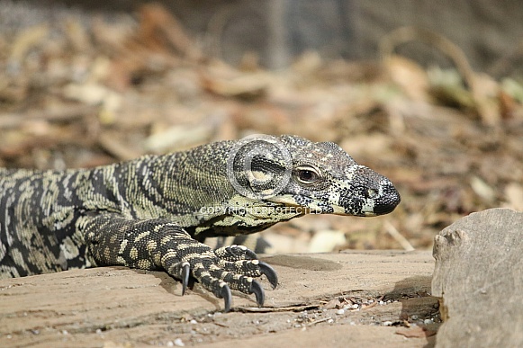 Lace Monitor Lizard