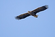 White tailed eagle or European Eagle