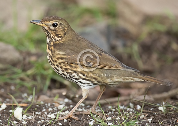 Song Thrush Song Thrush