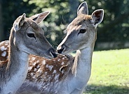 Fallow Deer