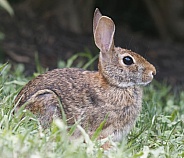Hare