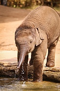 Baby Asian Elephant