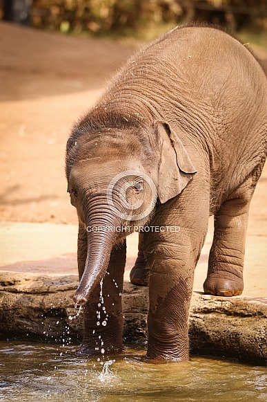 Baby Asian Elephant Baby Asian Elephant