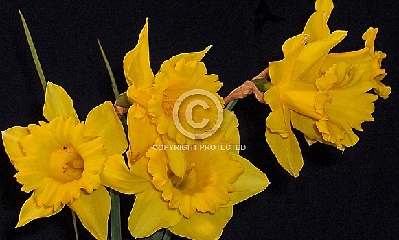 Daffodils