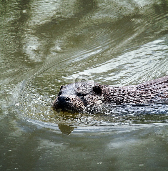 European Otter European Otter