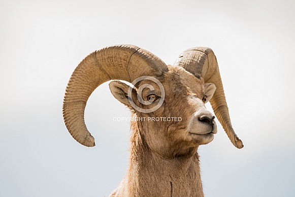 Big horn sheep (wild)