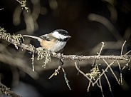 Black capped chickadee sitting on a branch