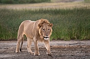 Younger male lion at sunrise