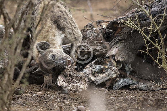 Spotted Hyena