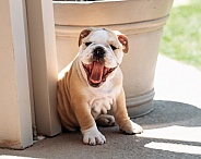 Yawning bulldog puppy