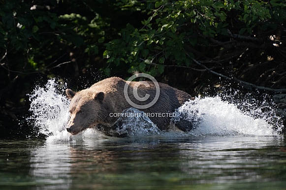 Boar bear about to catch a fish in the lake Boar bear about to catch a fish in the lake