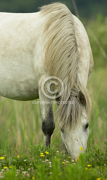 Carneddau Pony