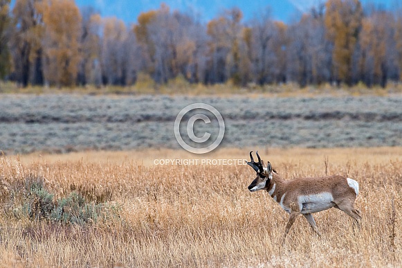 Pronghorn Male Pronghorn Male