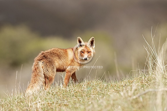 Red fox in the Dutch dunes Red fox in the Dutch dunes