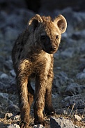 Spotted Hyaena Cub - Namibia