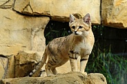 Sand Cat (Felis margarita)