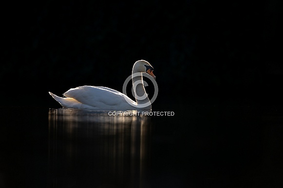 The mute swan (Cygnus olor) The mute swan (Cygnus olor)