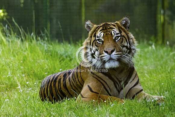 Sumatran Tiger