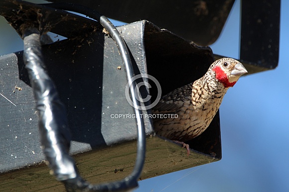 Cut throat finch