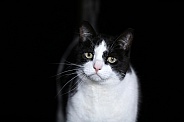 Black and white colored cat