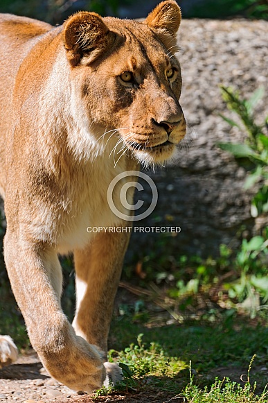 Lioness