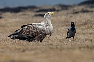 White tailed eagle or European Eagle