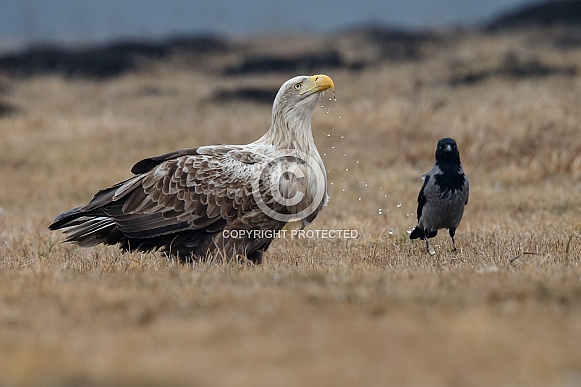 White tailed eagle or European Eagle