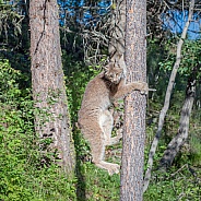 Canada Lynx Climbing Trees