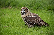Hybrid Owl Species In Grass Looking Upwards