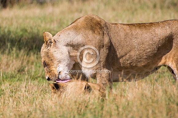 African Lions African Lions