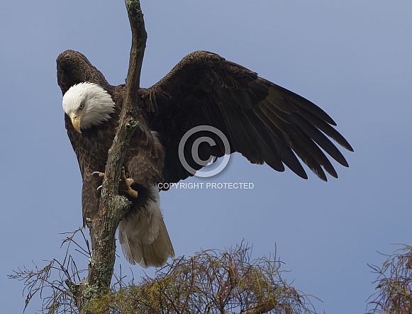 Bald Eagle