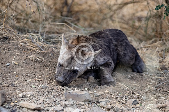 Hyena Cub