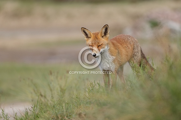 Red fox