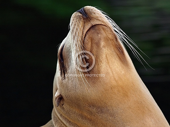 Californian Sea-Lion (Zalophus californianus)