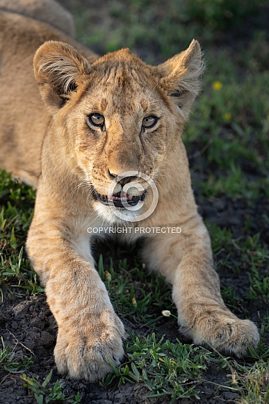Young lion looking up at the camera Young lion looking up at the camera