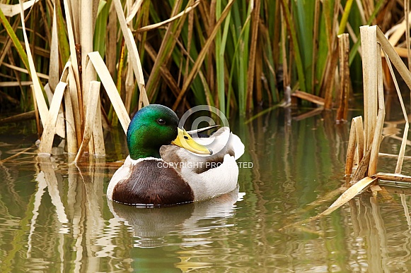 Male Mallard