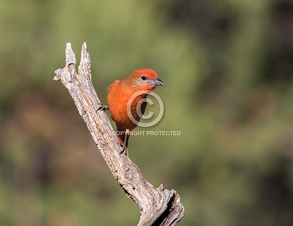 Hepatic Tanager Perching on a Saguaro Skeleton