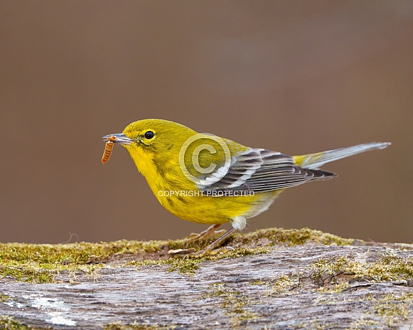 Pine Warbler
