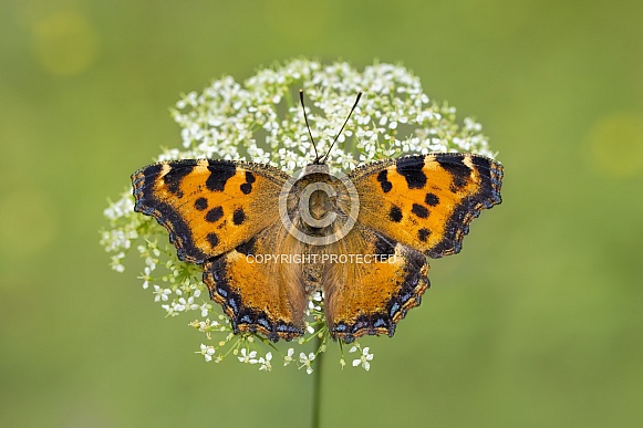 Large Tortoiseshell butterfly