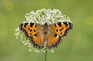 Large Tortoiseshell butterfly