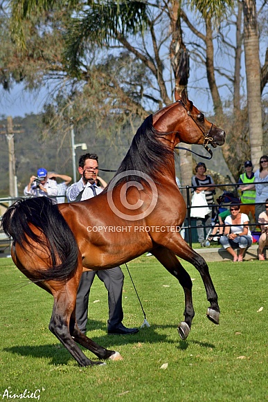 Arabian Stallion II